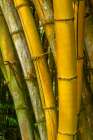 Detail of golden bamboo Art Print